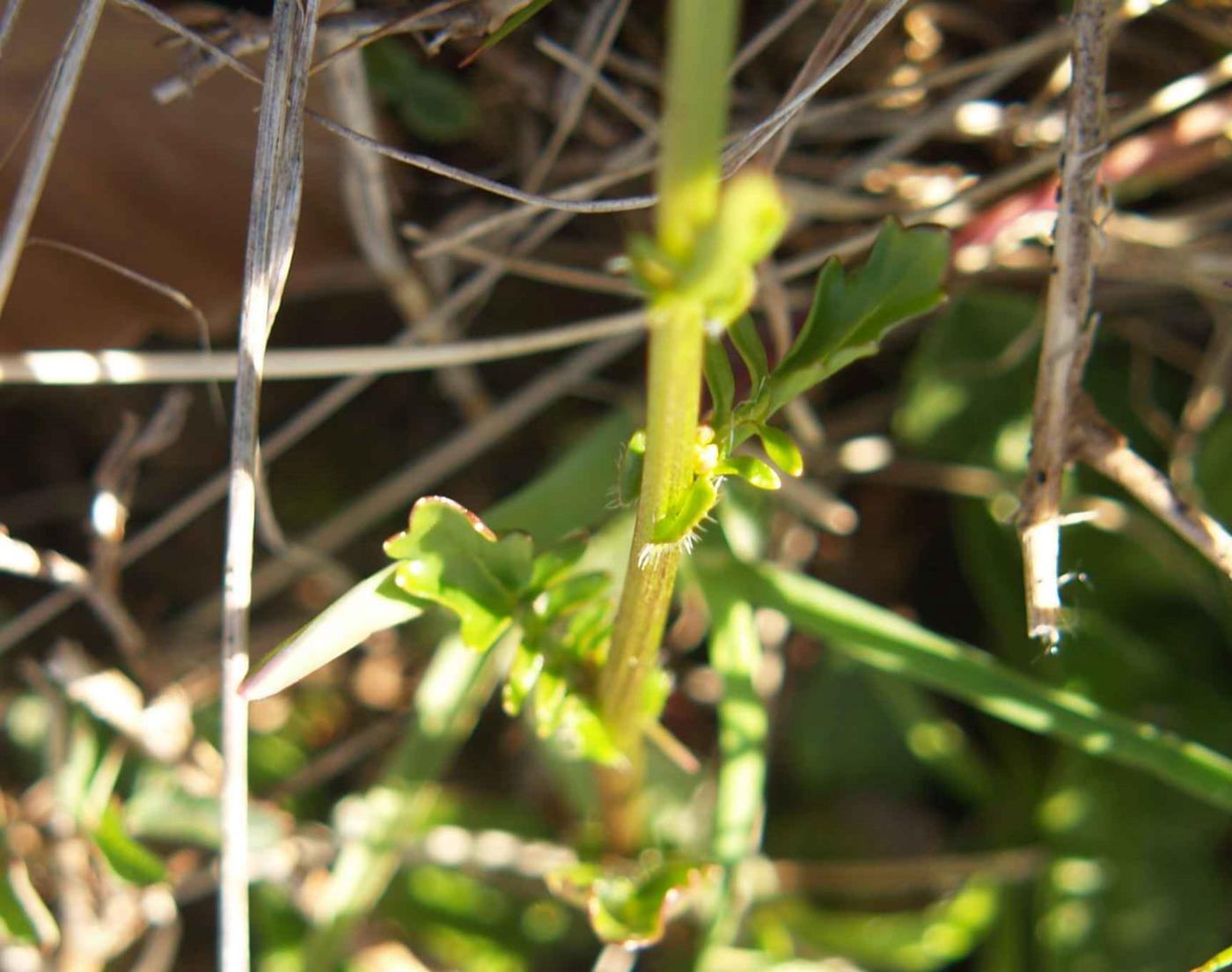 Winter Cress, Intermediate leaf